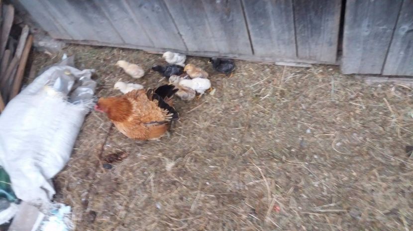 21390411_356604448095371_1875006486_o - F Gaini de tara si kabir