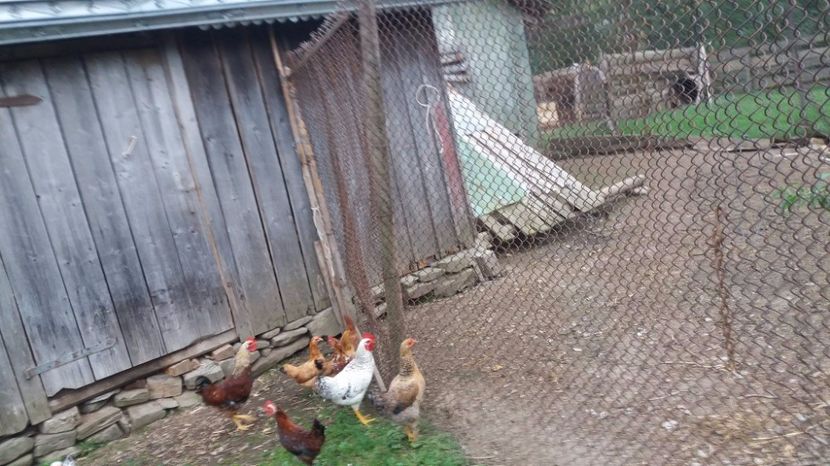 21390441_356751844747298_1167020346_o - F Gaini de tara si kabir