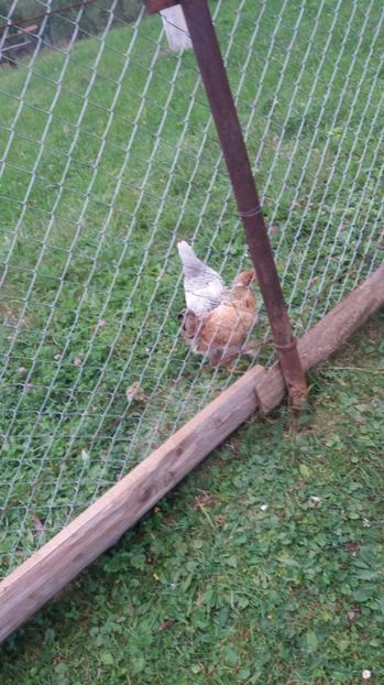 21363444_356751888080627_566547460_o - F Gaini de tara si kabir