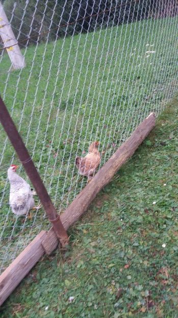 21363483_356751861413963_1682605616_o - F Gaini de tara si kabir