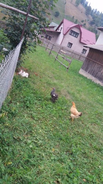 21389163_356751898080626_1313433065_o - F Gaini de tara si kabir