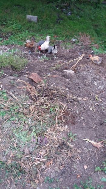 21389230_356604718095344_825231316_o - F Gaini de tara si kabir