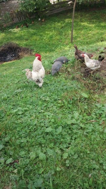 21330801_356508694771613_1209417582_o - F Gaini de tara si kabir