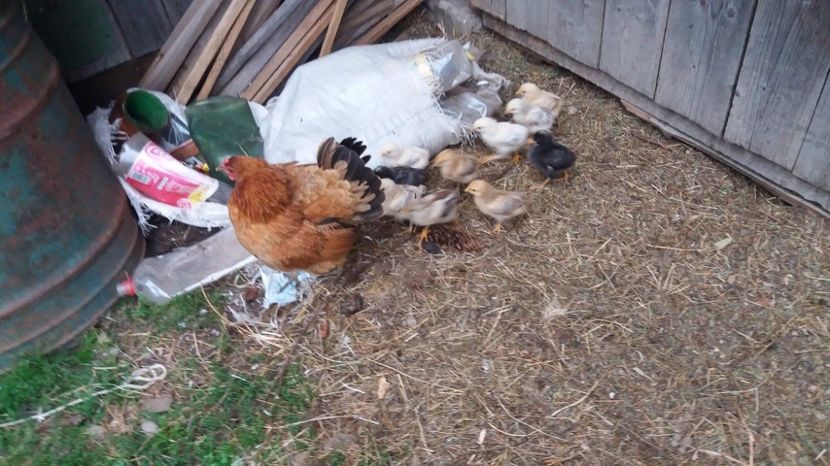 21361985_356604414762041_359597572_o - F Gaini de tara si kabir