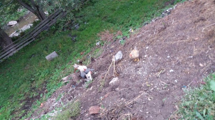 21362030_356751641413985_1156978358_o - F Gaini de tara si kabir