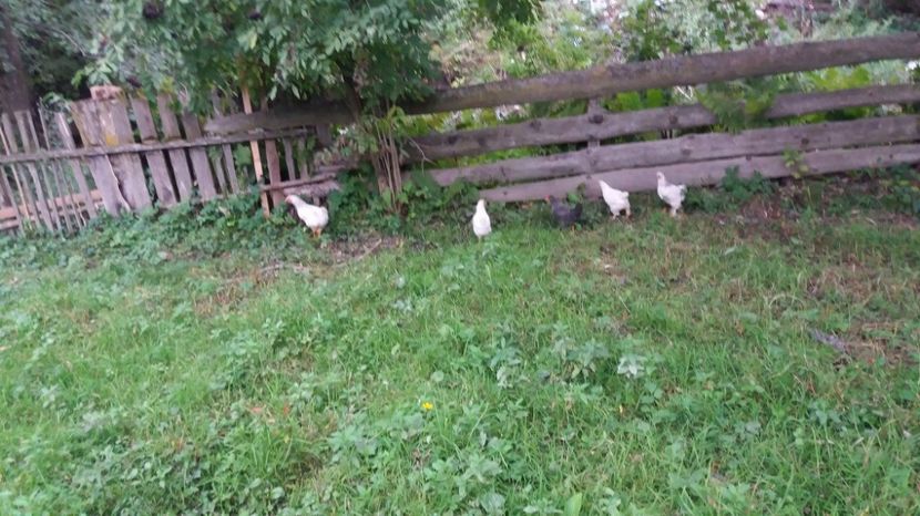 21362084_356604471428702_768039417_o - F Gaini de tara si kabir