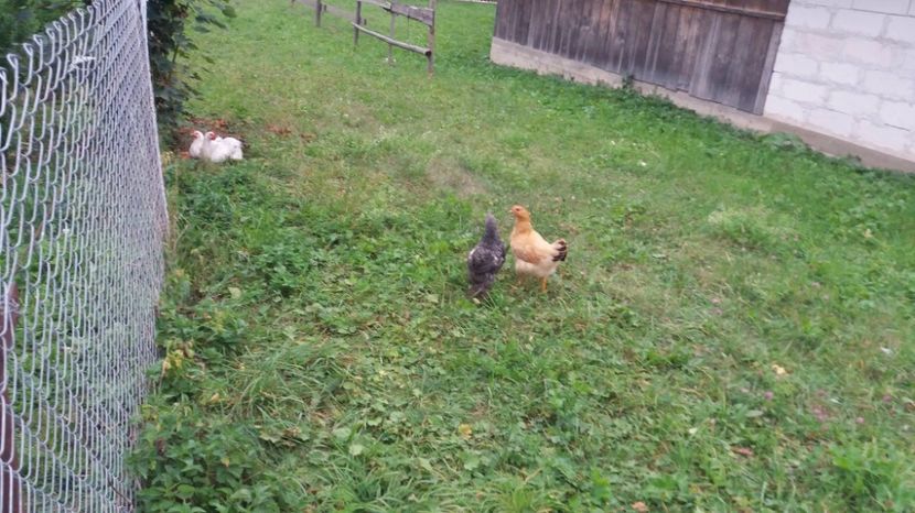 21362174_356751901413959_656318682_o - F Gaini de tara si kabir