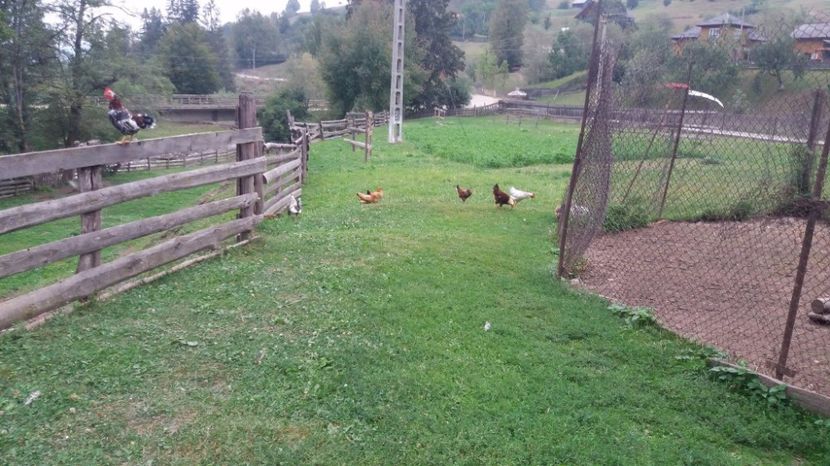 21362324_356751868080629_1352560268_o - F Gaini de tara si kabir