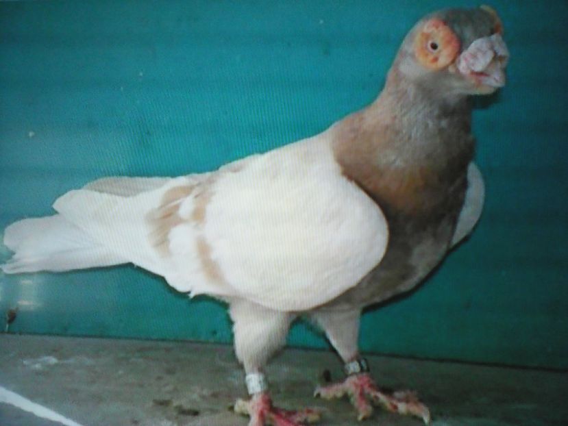 PEKANOVIC -- SOMBOR --SERBIA - CONTACT