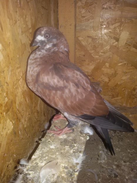  - Arhiva poze cu porumbei