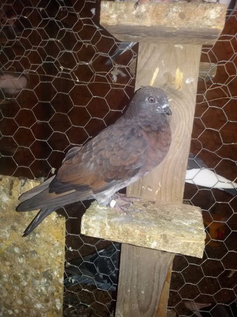  - Arhiva poze cu porumbei