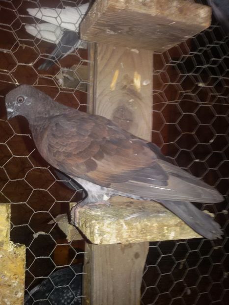  - Arhiva poze cu porumbei