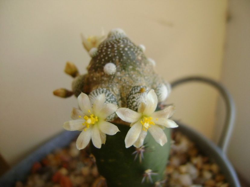 Blossfeldia liliputana - Cactusi 2017 final de an