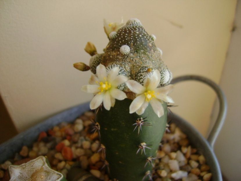 Blossfeldia liliputana - Cactusi 2017 final de an