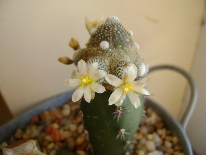 Blossfeldia liliputana - Cactusi 2017 final de an