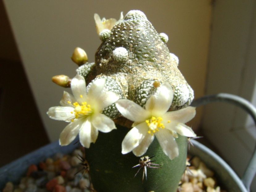 Blossfeldia liliputana - Cactusi 2017 final de an