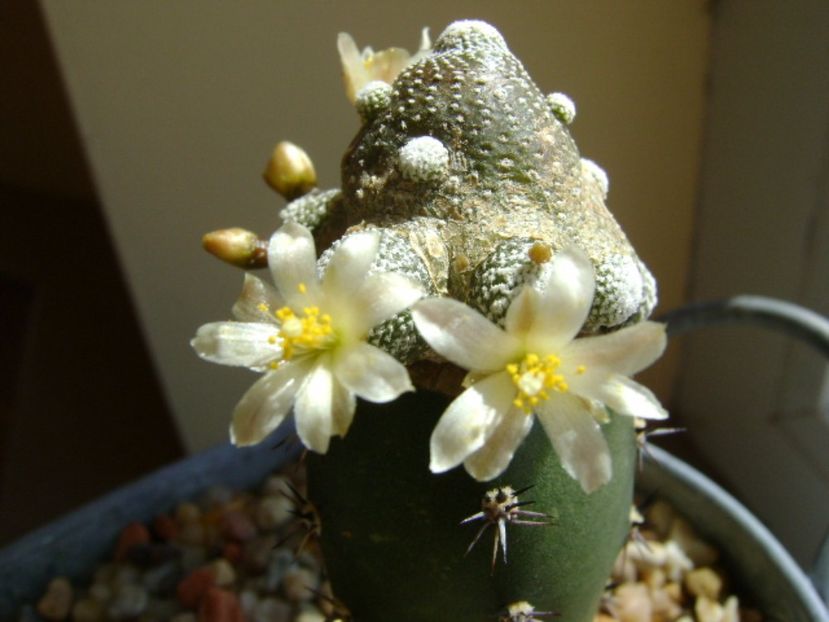 Blossfeldia liliputana - Cactusi 2017 final de an