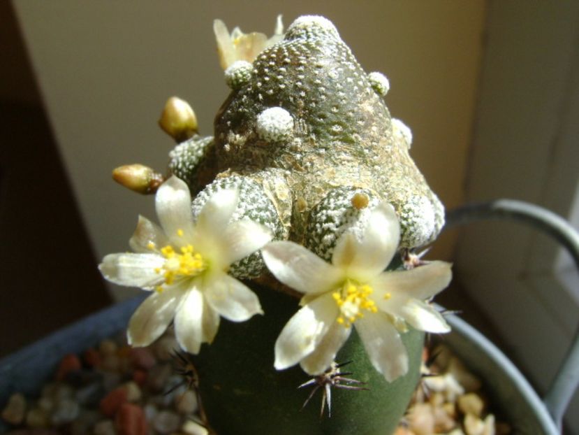 Blossfeldia liliputana - Cactusi 2017 final de an