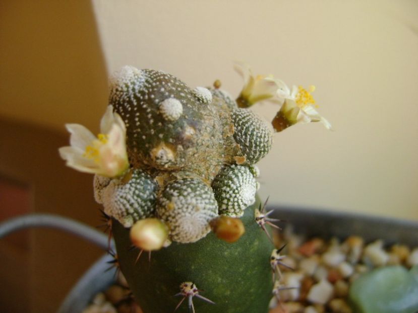 Blossfeldia liliputana - Cactusi 2017 final de an