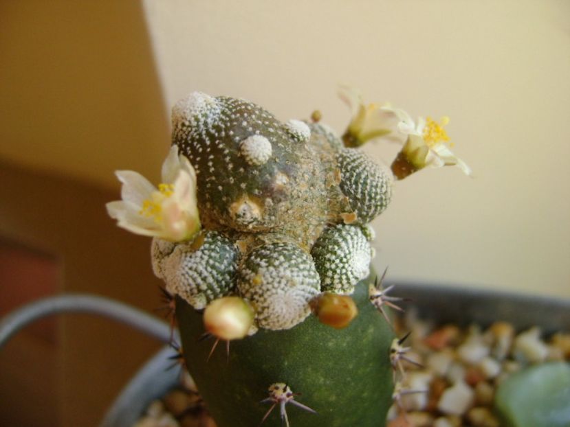 Blossfeldia liliputana - Cactusi 2017 final de an