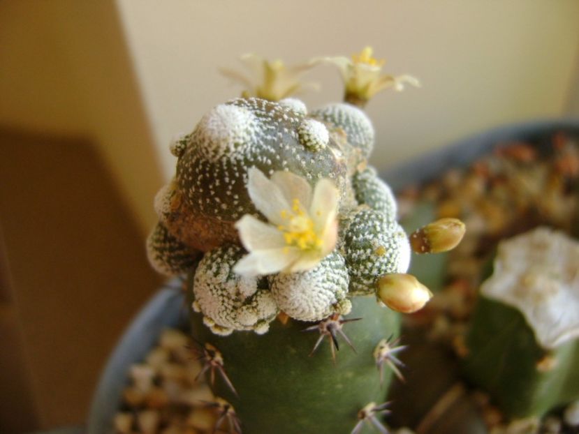 Blossfeldia liliputana - Cactusi 2017 final de an