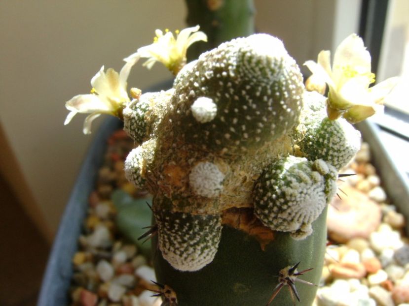 Blossfeldia liliputana - Cactusi 2017 final de an