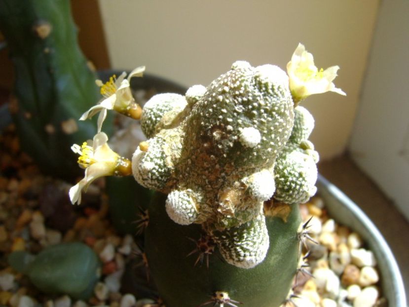 Blossfeldia liliputana - Cactusi 2017 final de an