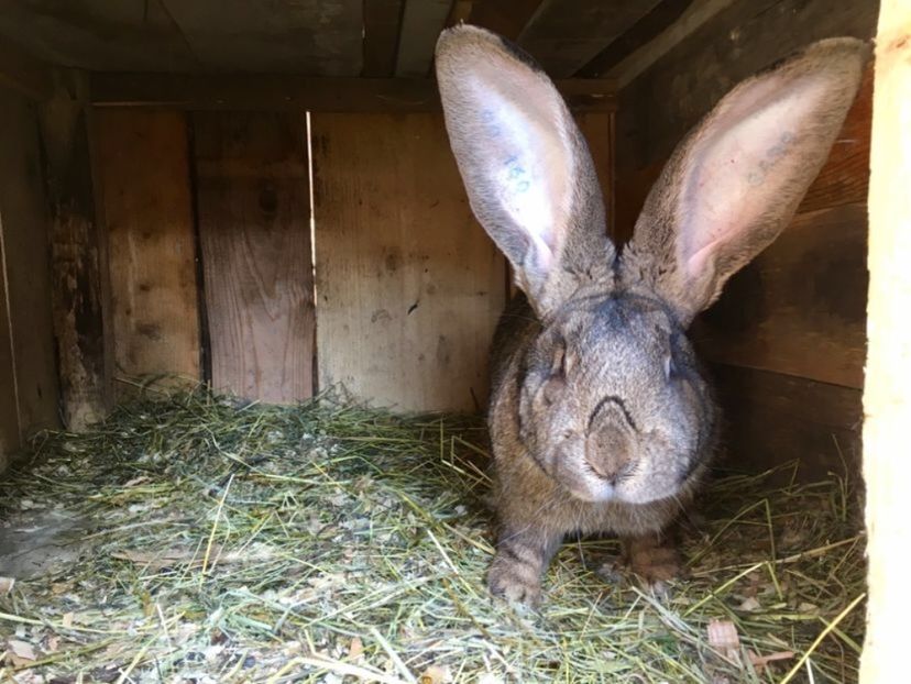  - Mascul Boby Malita