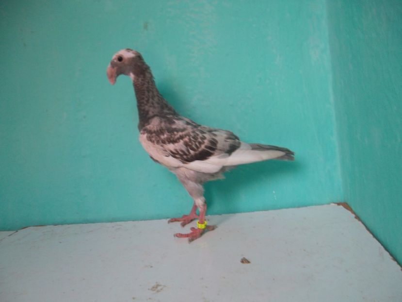 14 - Pui 2017 - Voiajor German