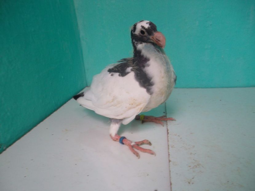 16 - Pui 2017 - Voiajor German