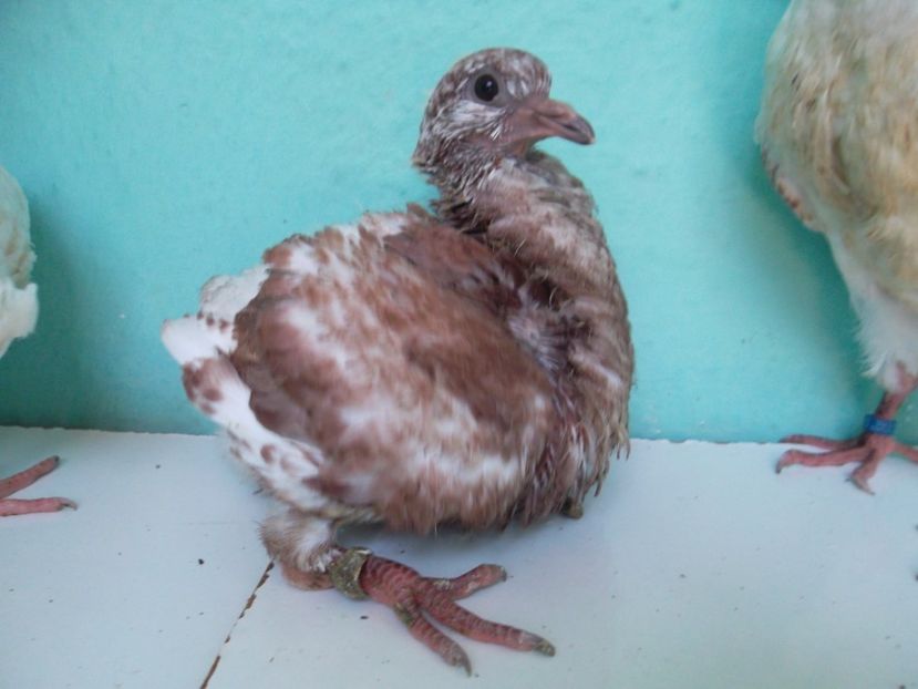 08 - Pui 2017 - King