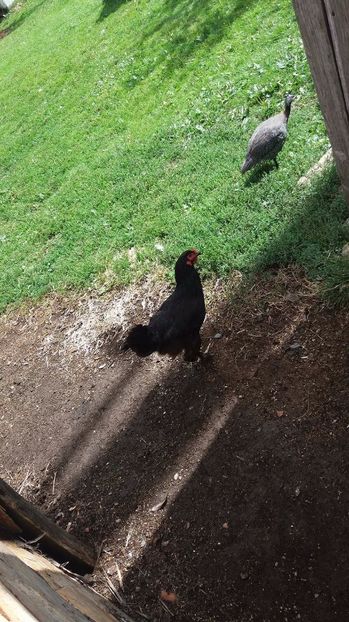 21330672_356812348074581_860791282_o - F Gaini de tara si kabir