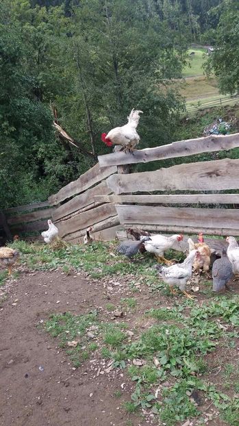 21330690_356812208074595_307812979_o - F Gaini de tara si kabir