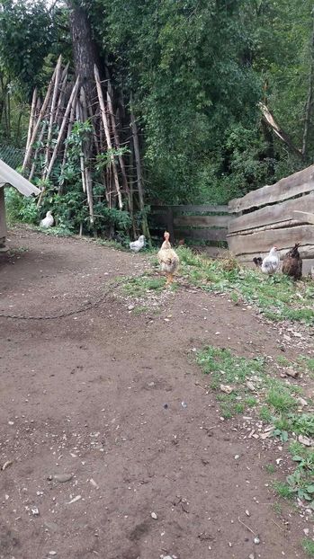 21330703_356812144741268_173341856_o - F Gaini de tara si kabir