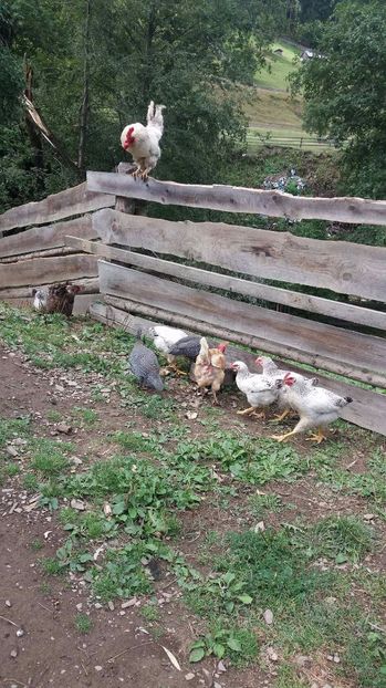 21330769_356812171407932_754839817_o - F Gaini de tara si kabir