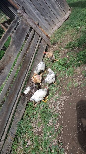 21330838_356811698074646_14849853_o - F Gaini de tara si kabir