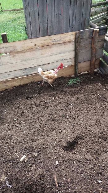 21362015_356812501407899_330891439_o - F Gaini de tara si kabir