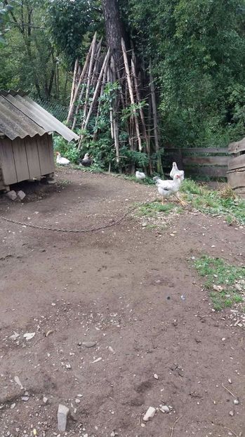 21362203_356812284741254_191220969_o - F Gaini de tara si kabir