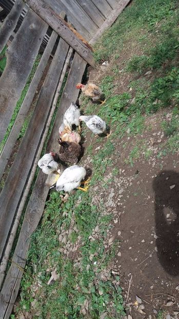 21362215_356811678074648_1244492782_o - F Gaini de tara si kabir