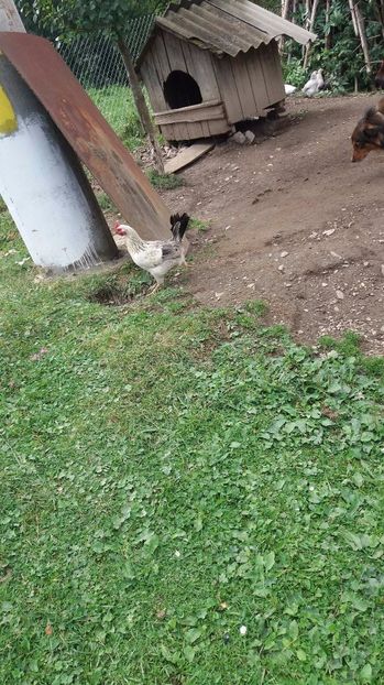 21362315_356812314741251_1793853413_o - F Gaini de tara si kabir