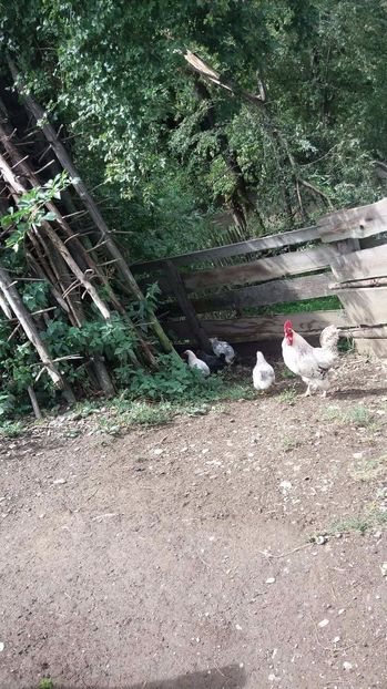 21362378_356811898074626_1578348383_o - F Gaini de tara si kabir