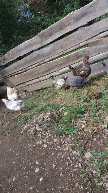 21363187_356812021407947_1125248222_o - F Gaini de tara si kabir