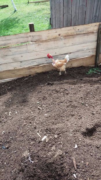 21363404_356812461407903_1038520614_o - F Gaini de tara si kabir