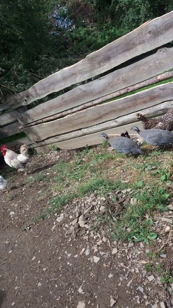 21363511_356811984741284_429252078_o - F Gaini de tara si kabir