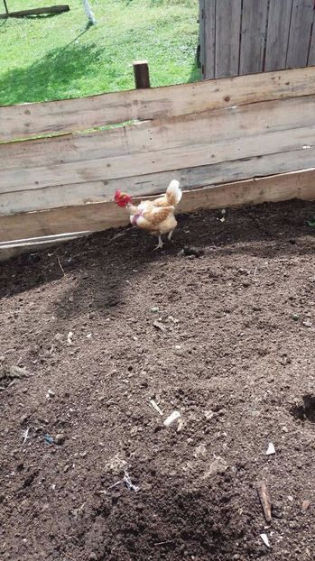 21389164_356812421407907_1855735348_o - F Gaini de tara si kabir