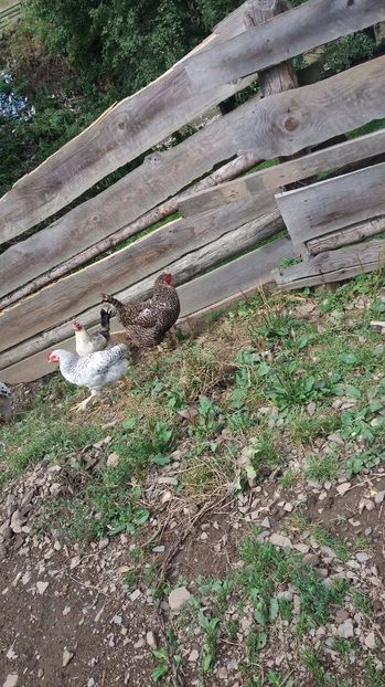 21389301_356812101407939_1166514729_o - F Gaini de tara si kabir