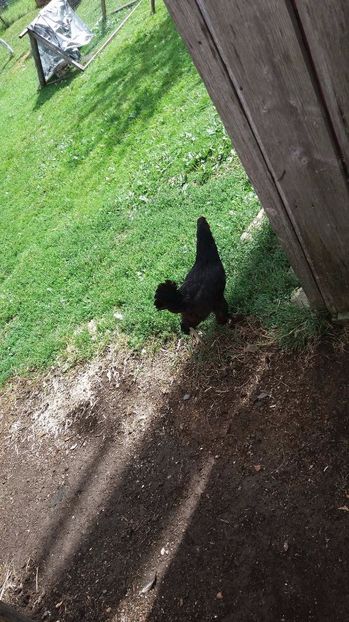 21389312_356812338074582_1027206826_o - F Gaini de tara si kabir