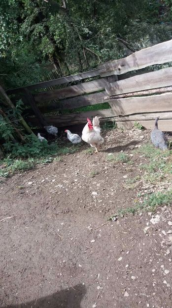 21389491_356811801407969_1013335853_o - F Gaini de tara si kabir