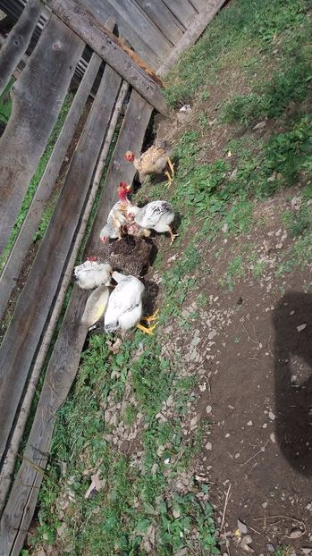 21389522_356811658074650_218879946_o - F Gaini de tara si kabir