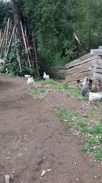 21390198_356812294741253_606075148_o - F Gaini de tara si kabir